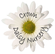 Crown Daisy